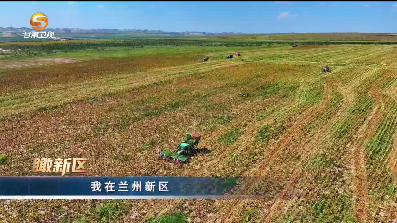 瞰新区(10月2日)