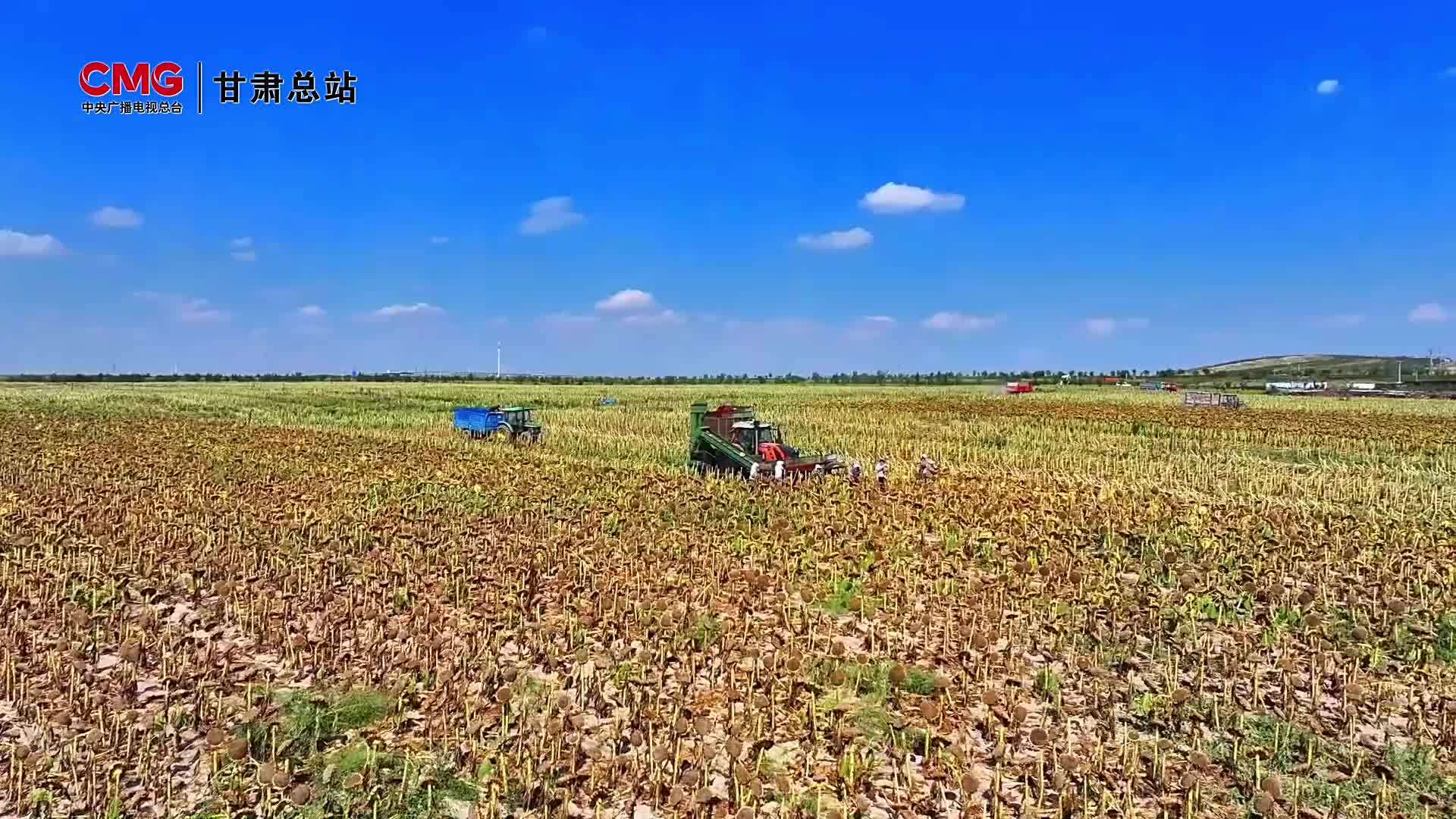 央媒看新区丨沃野鎏金 兰州新区向日葵开启高效收割模式