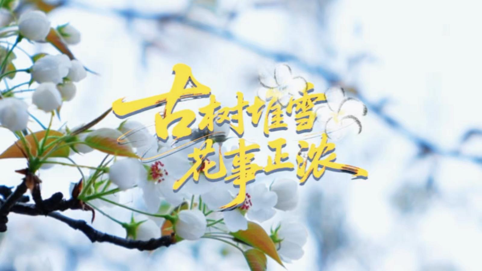 古树堆雪 花事正浓