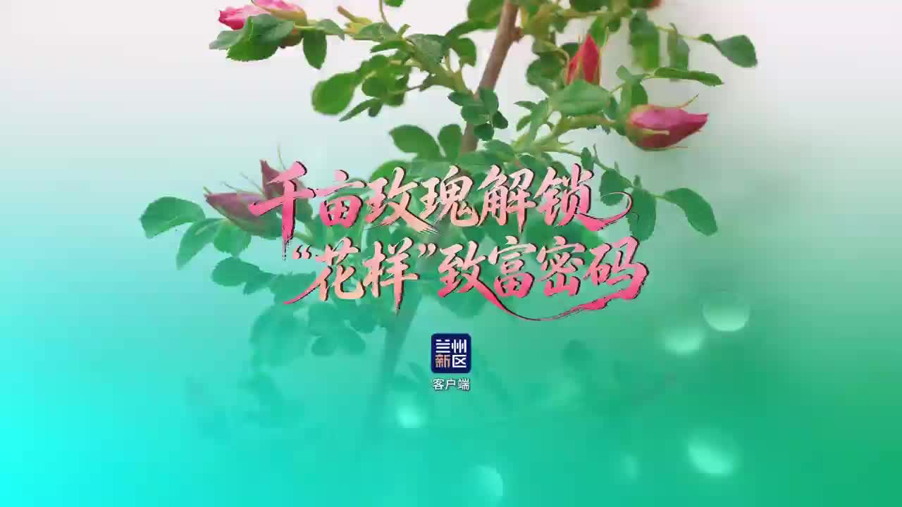 千亩玫瑰解锁“花样”致富密码